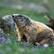 Marmotte Marmotte